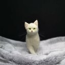 ☆マリンの家☆羊毛フェルト　猫　白猫　ハンドメイド　ねこ　ネコ　フェルト猫　ペットロス　虹の橋　羊毛フェルト猫　オーダーメイド