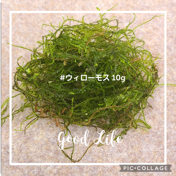 送料込み　水草　ウィローモス　１０g