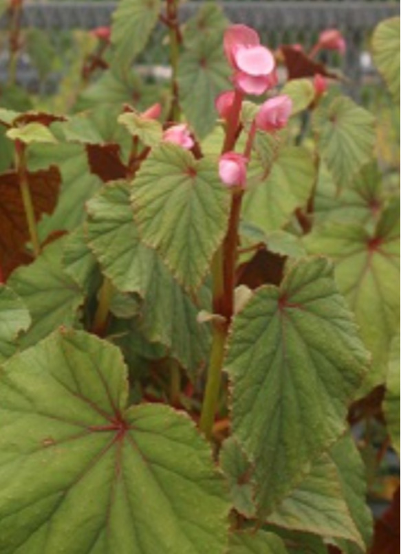 茶花【裏紅秋海棠】秋 風炉から炉へ移行する物悲しい時期に 木陰にひっそりと花開く秋海棠 その 楚々とした淑やかな姿山野草