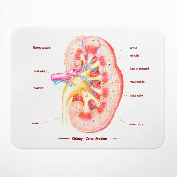 腎臓器官の解剖図マウスパッド、医師、医学生、看護師、セラピスト、科学的な贈り物/贈り物